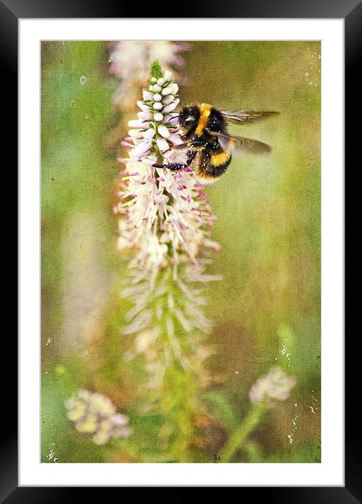 collecting pollen Framed Mounted Print by Dawn Cox
