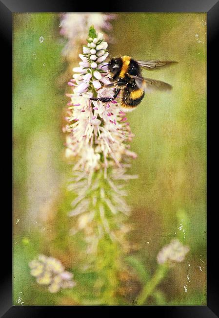 collecting pollen Framed Print by Dawn Cox