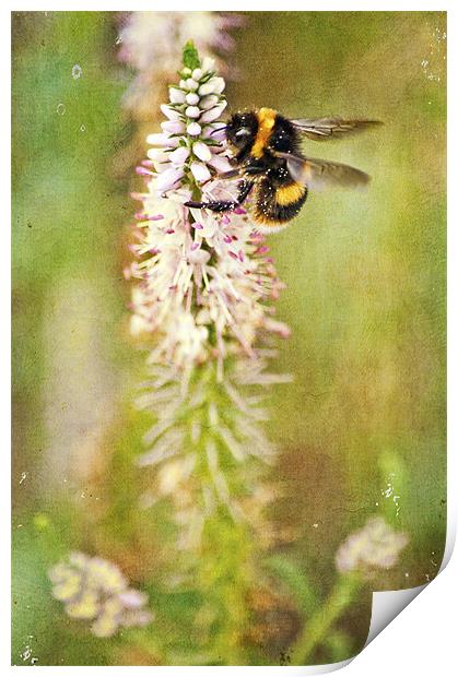 collecting pollen Print by Dawn Cox