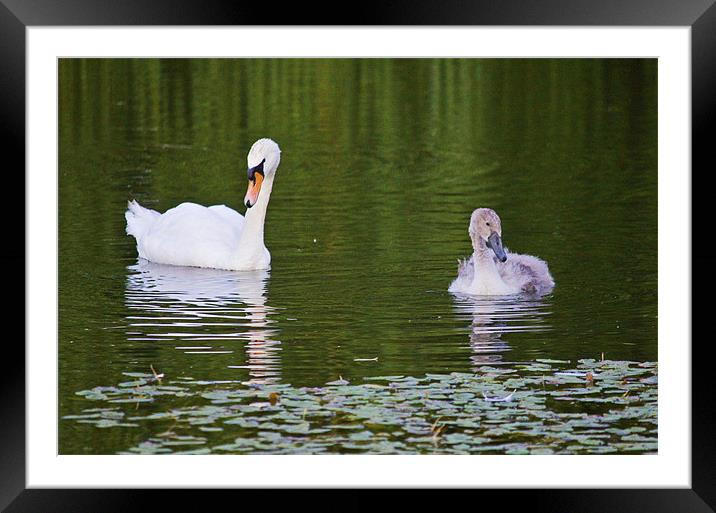 Swans Framed Mounted Print by Darren Burroughs
