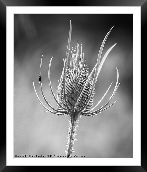 black and white Teasel flower Framed Mounted Print by Keith Thorburn EFIAP/b