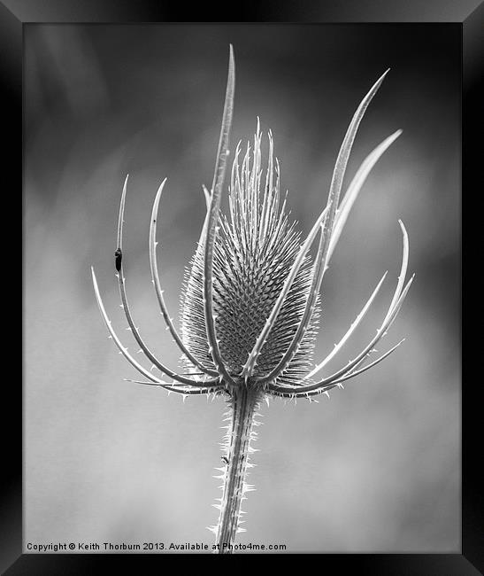 black and white Teasel flower Framed Print by Keith Thorburn EFIAP/b