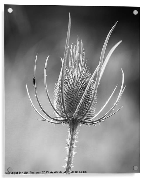 black and white Teasel flower Acrylic by Keith Thorburn EFIAP/b