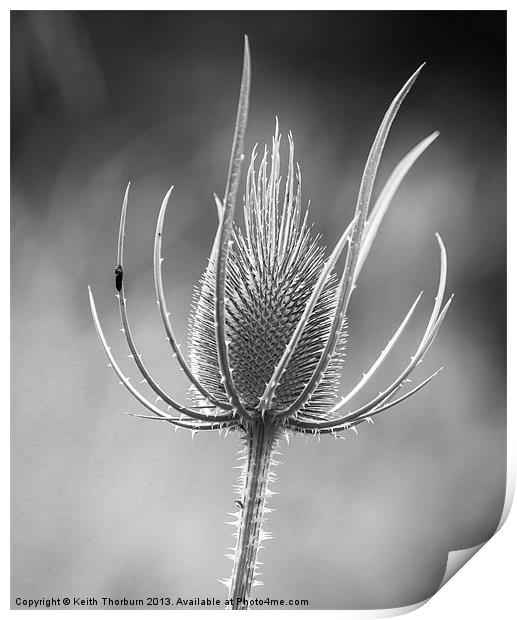black and white Teasel flower Print by Keith Thorburn EFIAP/b