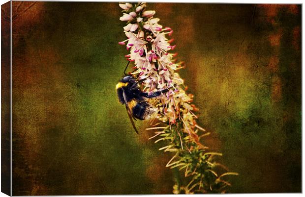 the Bumble Bee Canvas Print by Dawn Cox