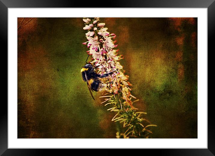 the Bumble Bee Framed Mounted Print by Dawn Cox