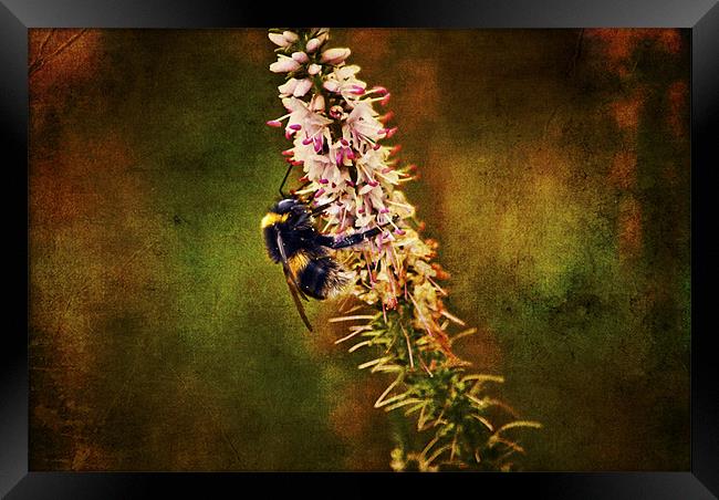 the Bumble Bee Framed Print by Dawn Cox