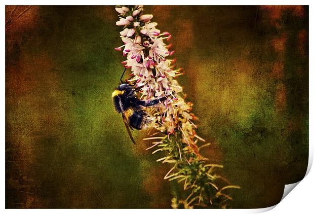 the Bumble Bee Print by Dawn Cox