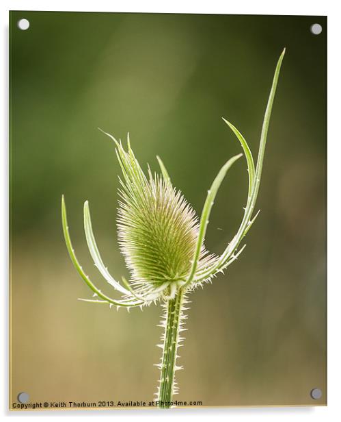 Teasel Flower Acrylic by Keith Thorburn EFIAP/b