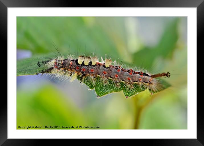 Vapourer Moth Caterpillar Framed Mounted Print by Mark  F Banks