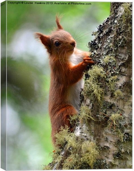 Red Squirrel Canvas Print by Louise  Hawkins