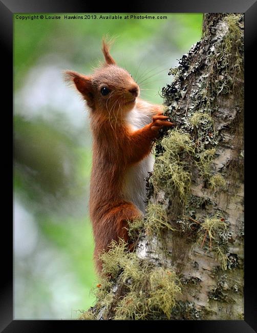 Red Squirrel Framed Print by Louise  Hawkins