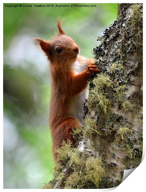 Red Squirrel Print by Louise  Hawkins