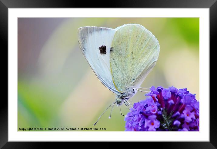 Small White Framed Mounted Print by Mark  F Banks