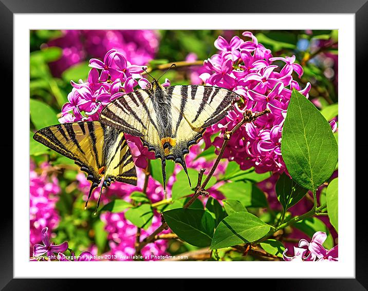 Yellow Tiger Swallowtail butterfly Framed Mounted Print by Dragomir Nikolov