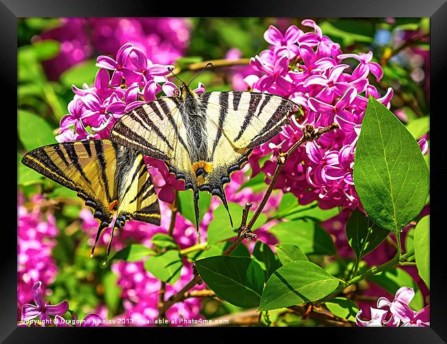 Yellow Tiger Swallowtail butterfly Framed Print by Dragomir Nikolov