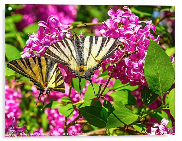 Yellow Tiger Swallowtail butterfly Acrylic by Dragomir Nikolov