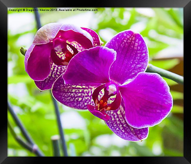 orchids in green background Framed Print by Dragomir Nikolov