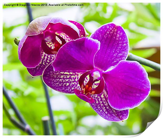 orchids in green background Print by Dragomir Nikolov