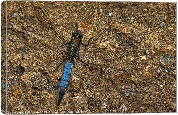 Dragonfly Canvas Print by Avril Harris