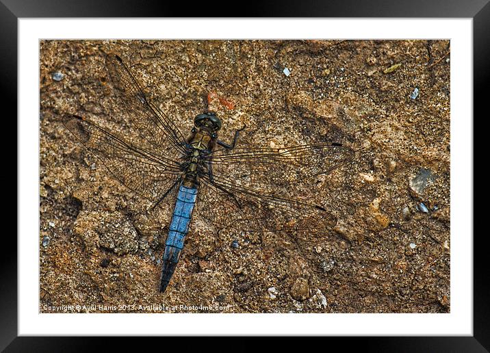 Dragonfly Framed Mounted Print by Avril Harris