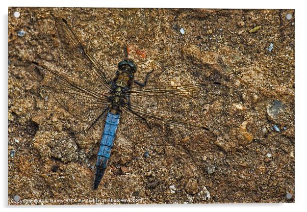 Dragonfly Acrylic by Avril Harris
