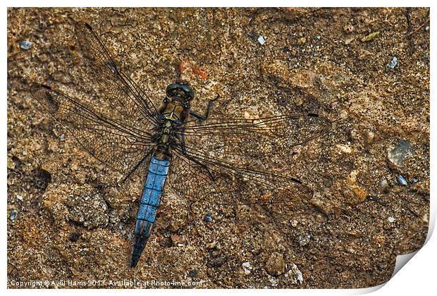 Dragonfly Print by Avril Harris