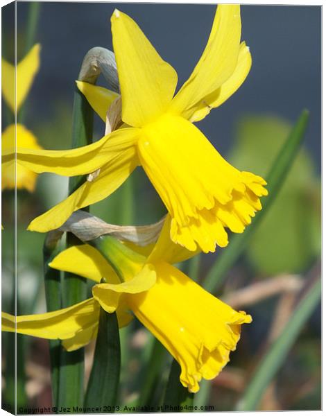 Spring Daffodil Canvas Print by Jez Mouncer