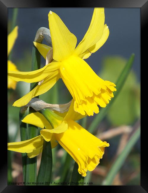 Spring Daffodil Framed Print by Jez Mouncer