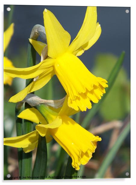 Spring Daffodil Acrylic by Jez Mouncer