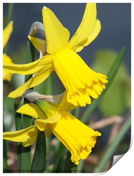 Spring Daffodil Print by Jez Mouncer