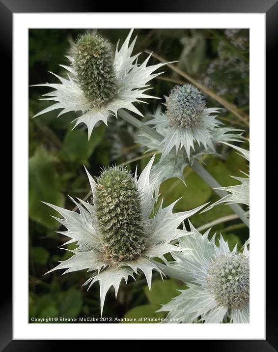 Summer Spikes! Framed Mounted Print by Eleanor McCabe