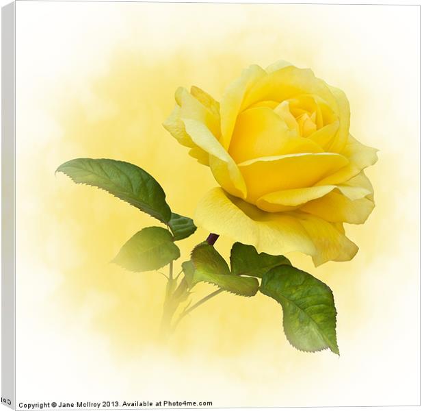 Golden Yellow Rose Canvas Print by Jane McIlroy