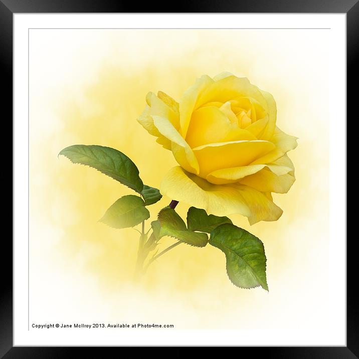 Golden Yellow Rose Framed Mounted Print by Jane McIlroy