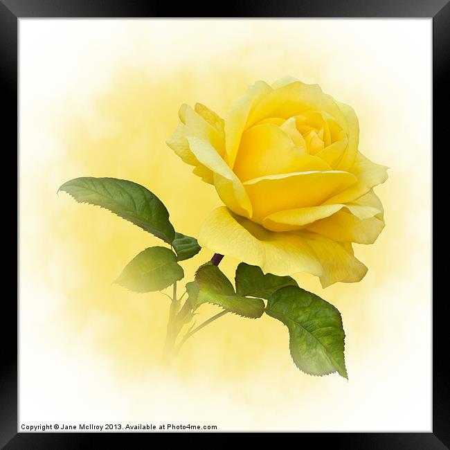 Golden Yellow Rose Framed Print by Jane McIlroy