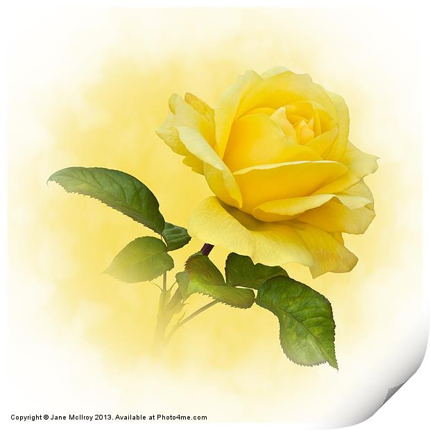 Golden Yellow Rose Print by Jane McIlroy