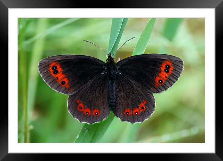 Scotch Argus Framed Mounted Print by Macrae Images