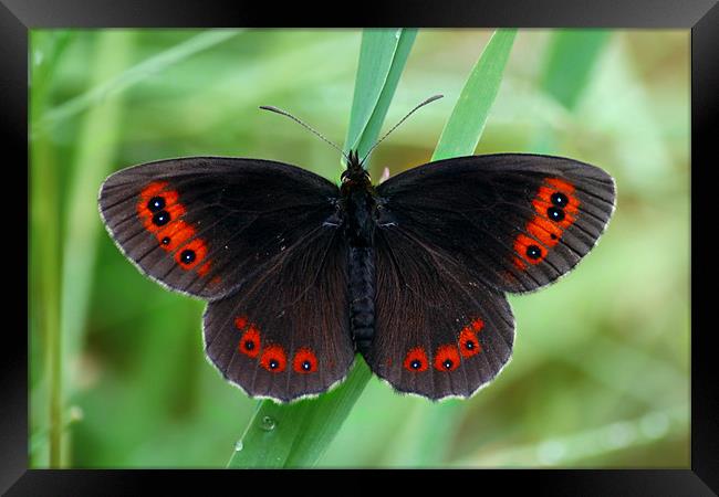 Scotch Argus Framed Print by Macrae Images
