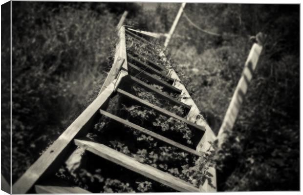 Overgrown stairs Canvas Print by David Hare