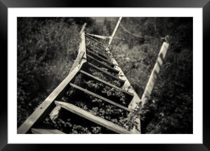 Overgrown stairs Framed Mounted Print by David Hare