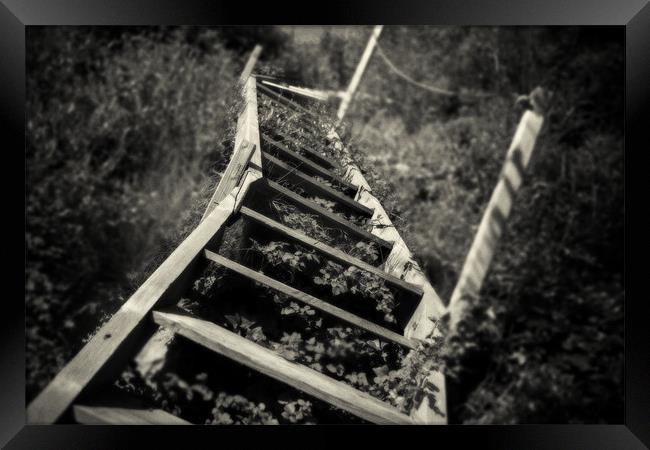 Overgrown stairs Framed Print by David Hare