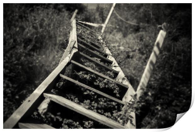 Overgrown stairs Print by David Hare