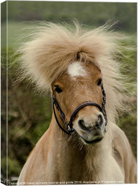 Bad Hair Day 2 Canvas Print by Linsey Williams