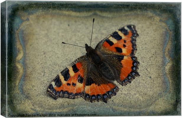 Tortoiseshell Butterfly Canvas Print by Sandra Pledger
