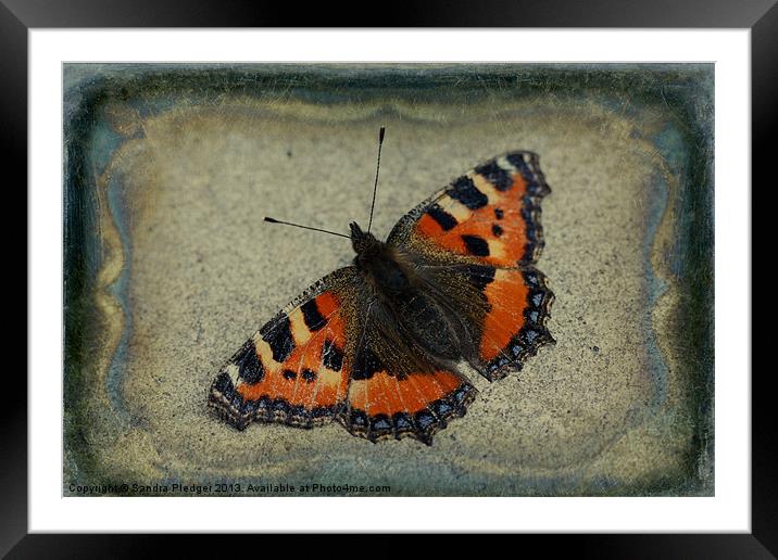 Tortoiseshell Butterfly Framed Mounted Print by Sandra Pledger