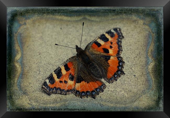 Tortoiseshell Butterfly Framed Print by Sandra Pledger