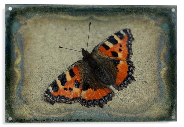 Tortoiseshell Butterfly Acrylic by Sandra Pledger
