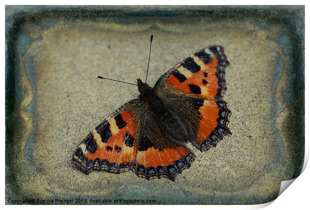 Tortoiseshell Butterfly Print by Sandra Pledger