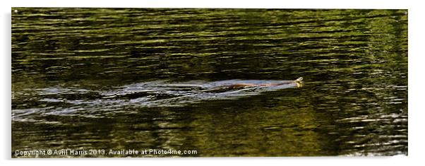 Norfolk Broads swimming snake Acrylic by Avril Harris