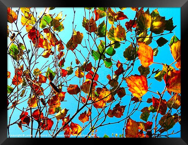Autumn Leaves - 3 Framed Print by james richmond